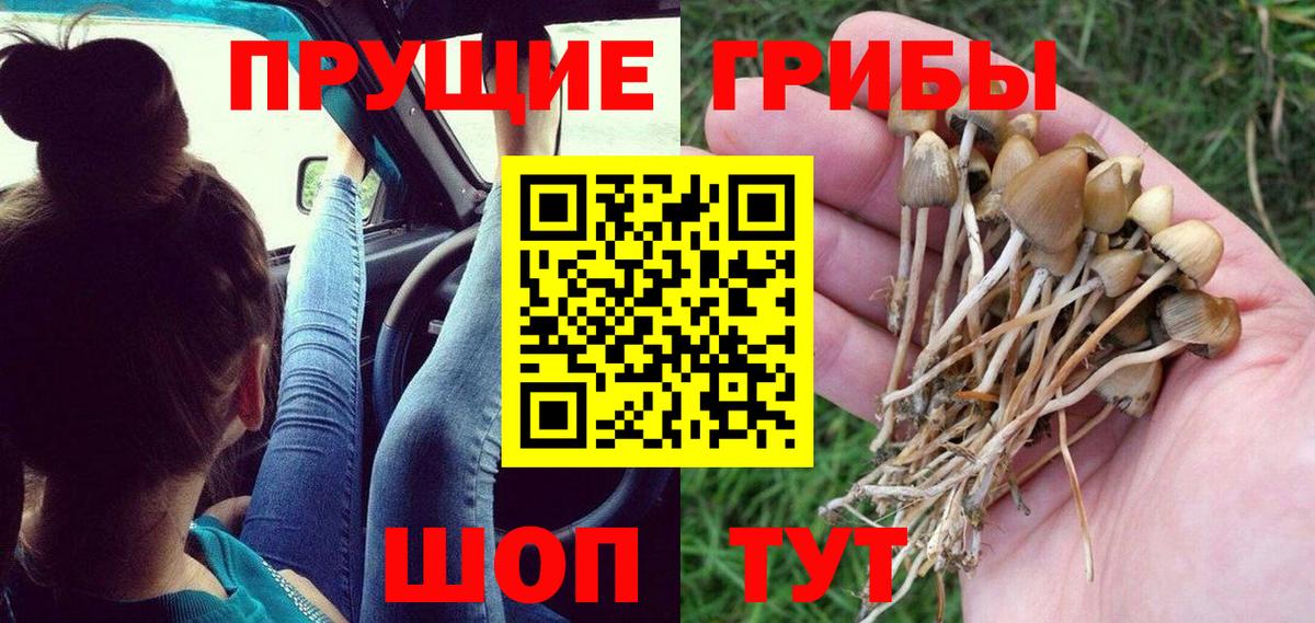 Псилоцибиновые грибы Psilocybine cubensis  Галлюциногенные грибы мицелий  Вход с VPN  что такое   Семилуки 